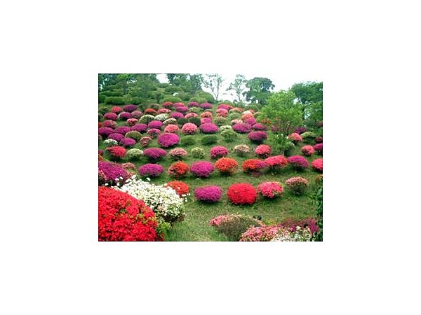 熊野山公園/つつじ