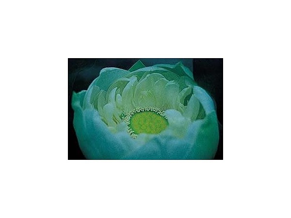 西圓寺のアオバス