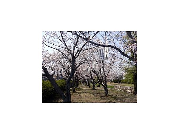 西河原緑地/さくら