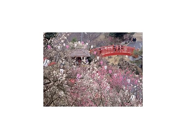 冠山総合公園 梅の里/うめ