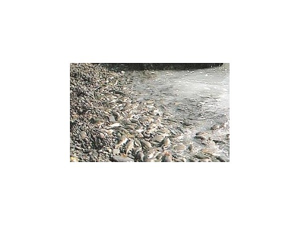 室積クサフグ産卵地／クサフグ