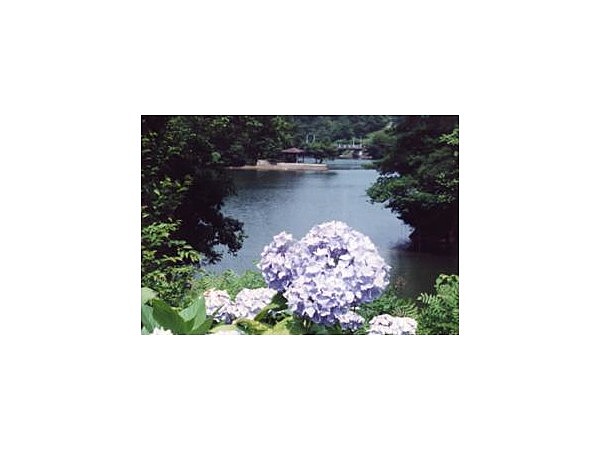 江汐公園/あじさい