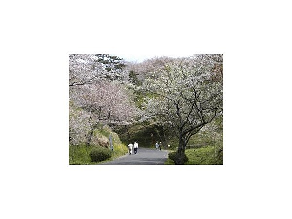 竜王山公園/さくら