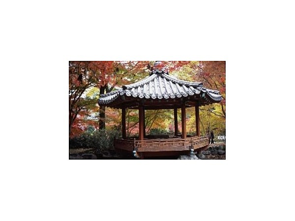 紅葉谷公園/もみじ