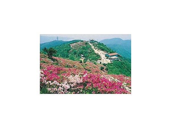 大平山／つつじ