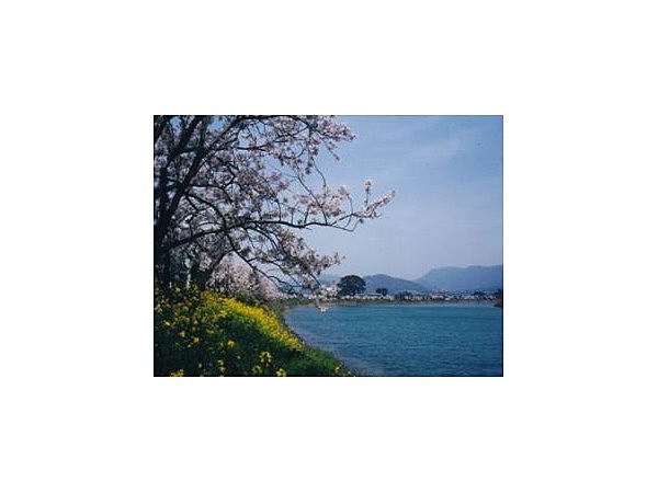 橋本川沿い／さくら