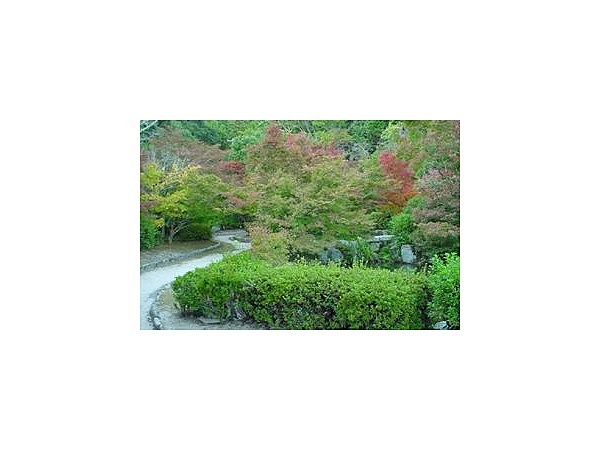 木戸公園/もみじ