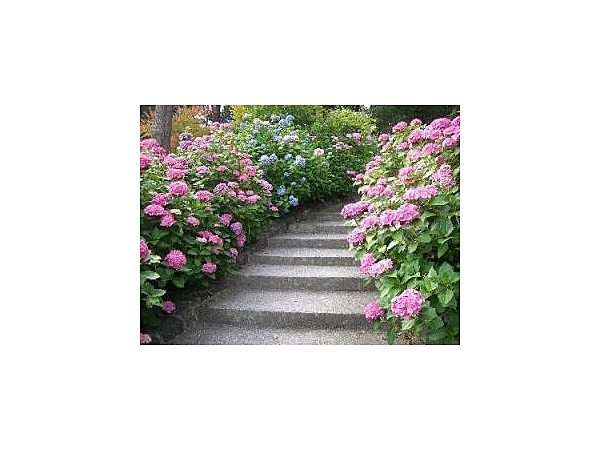 ときわ公園／あじさい