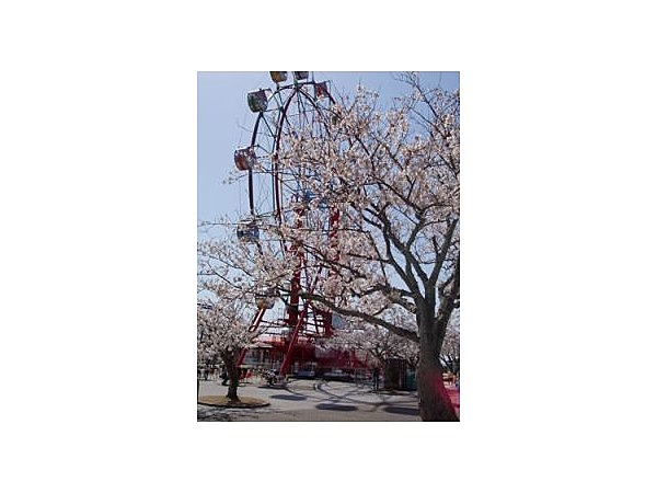 ときわ公園/さくら