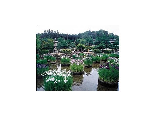 東行庵/しょうぶ