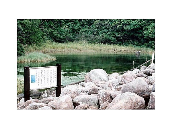 出羽島大池のシラタマモ自生池