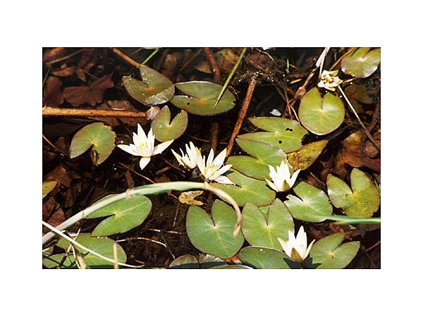 黒沢の水生植物