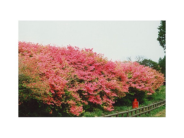 船窪のオンツツジ群落