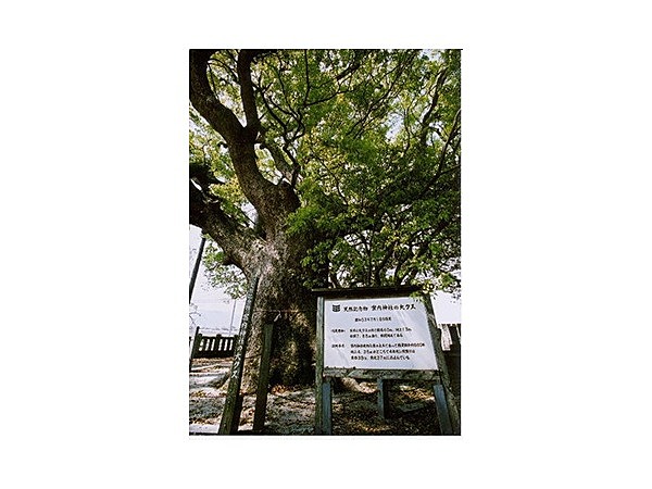 案内神社の大クス