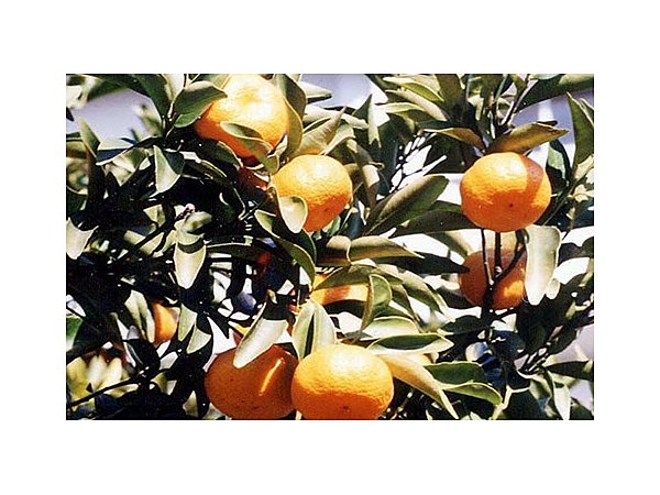 大島のニホンタチバナ