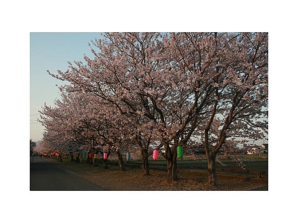 下浦（八坂）の桜