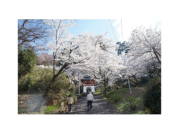 天堂のしだれ桜