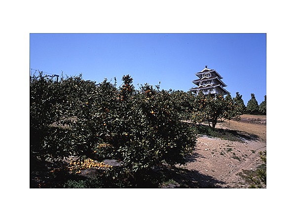 オレンジパーク