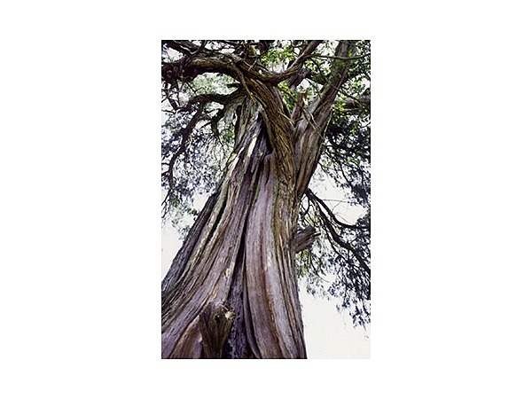 大水上神社のネズの木