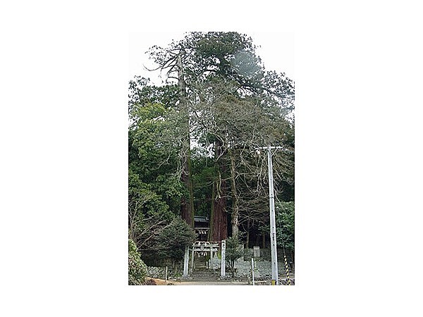 津柳二本杉 熊野神社の二本杉