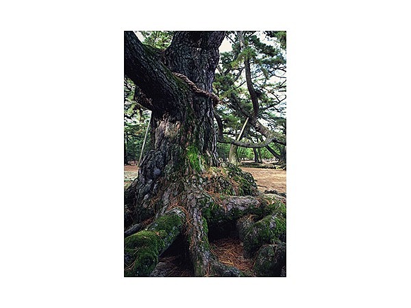 津田の松原・琴林公園