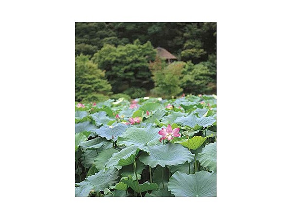 栗林公園のハス