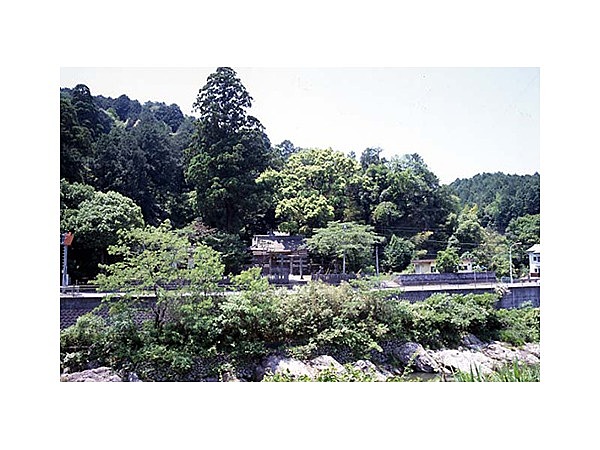 天川神社三本杉