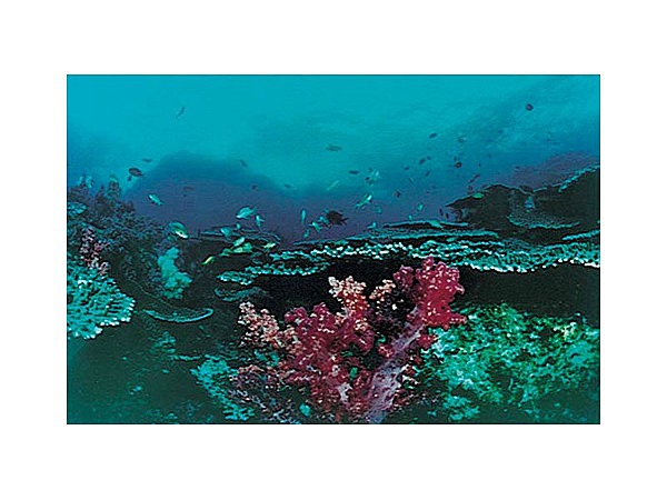 宇和海海中公園