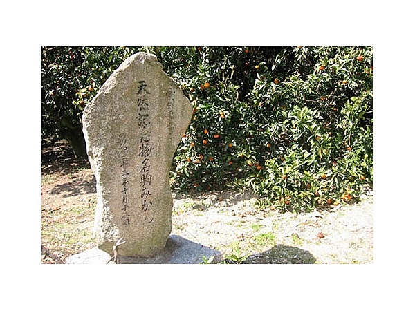 名駒ミカン（県指定天然記念物）