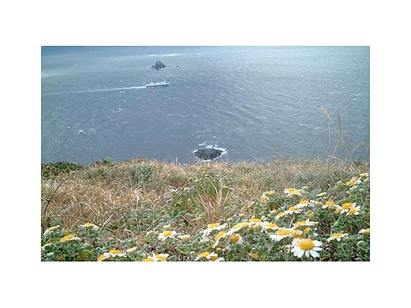 高茂岬の野菊(野路菊)