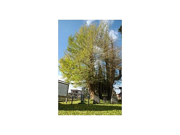 長泉寺の大イチョウ