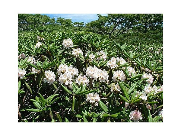 五葉山のハクサンシャクナゲ