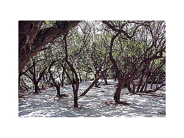 須賀公園のウバメガシ林