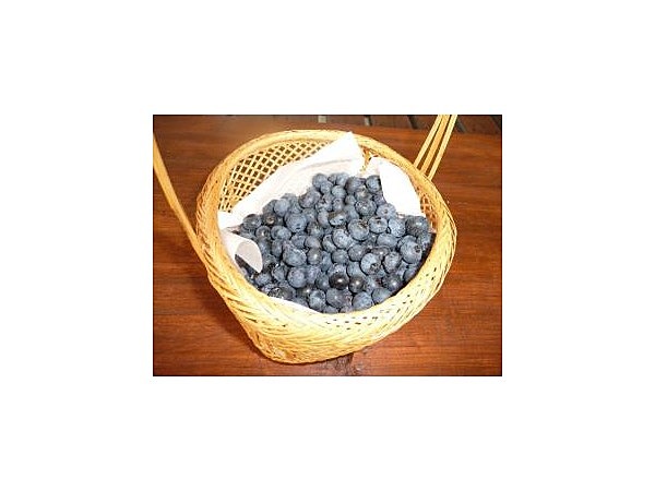 ブルーベリーファーム中田