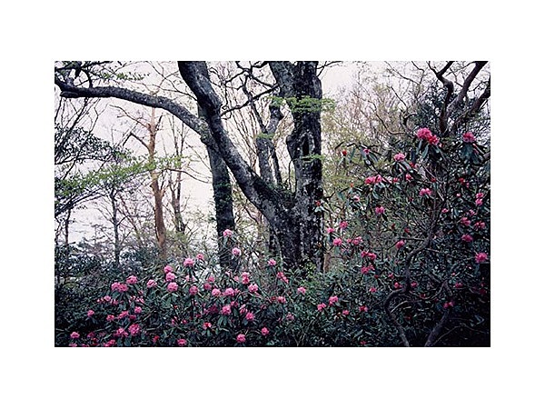 シャクナゲの群落