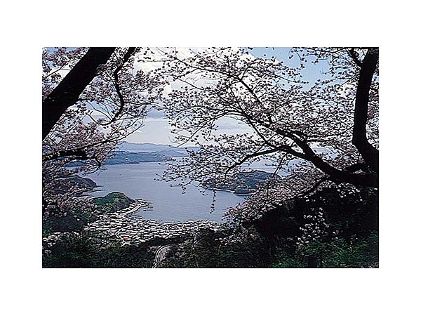 野福峠の桜並木