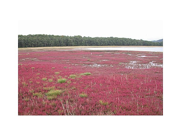 サロマ湖畔湧別のサンゴ草