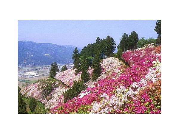 冨士山のツツジ