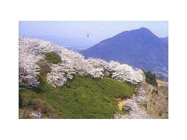 冨士山の桜
