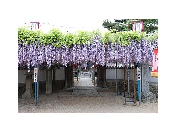 観音堂(禎祥寺)の藤