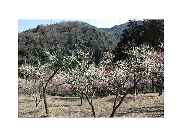 市民の森・梅林園