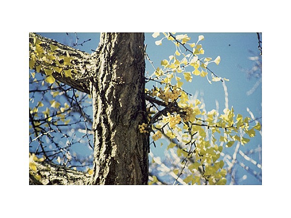 実相寺のイチョウ