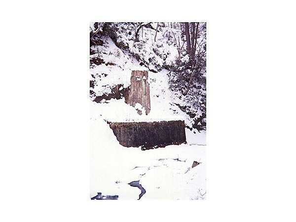 根反の大珪化木