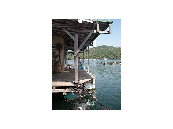 釣りいかだ谷村