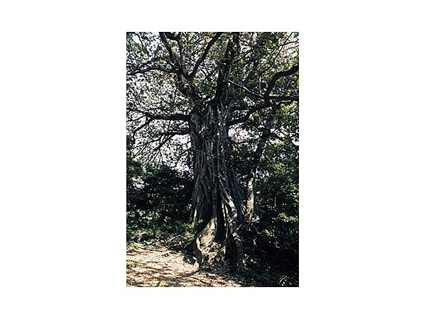 松尾のアコウ自生地