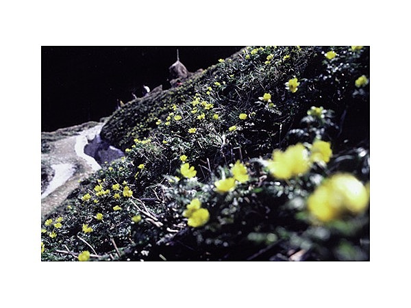 福寿草の里南大王