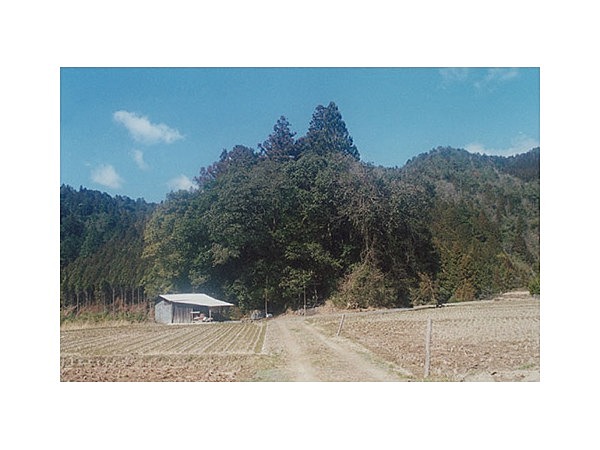 橋谷のウラジロガシ