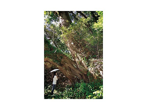 神峯神社の大樟