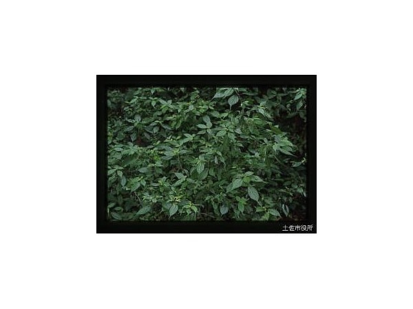 イワガネ自生地