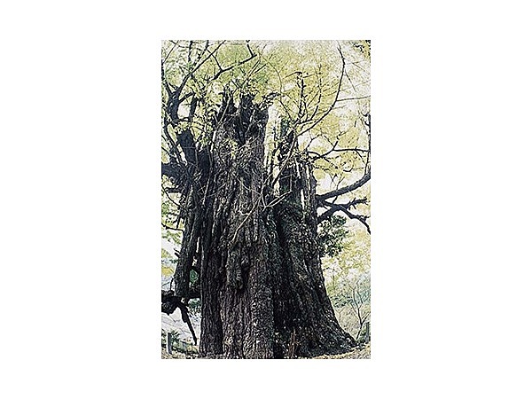 平石の乳イチョウ